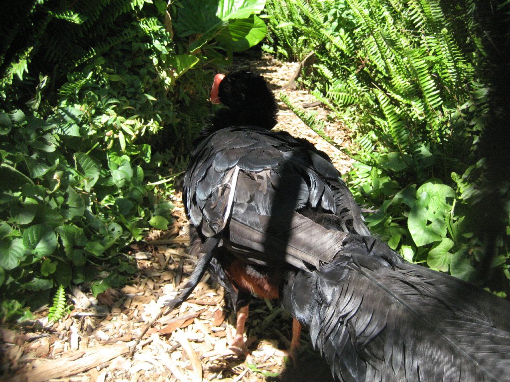 Razor-billed Curassow