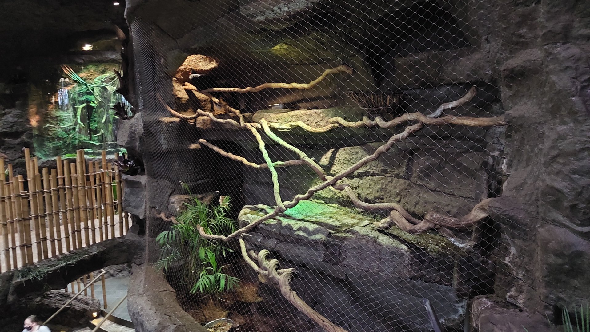 Razor-billed Currasow exhibit- Toucan Terrace