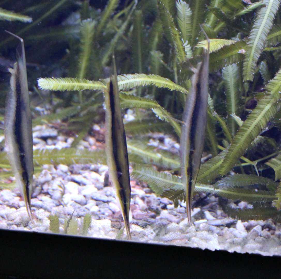 Razor-blade fishes