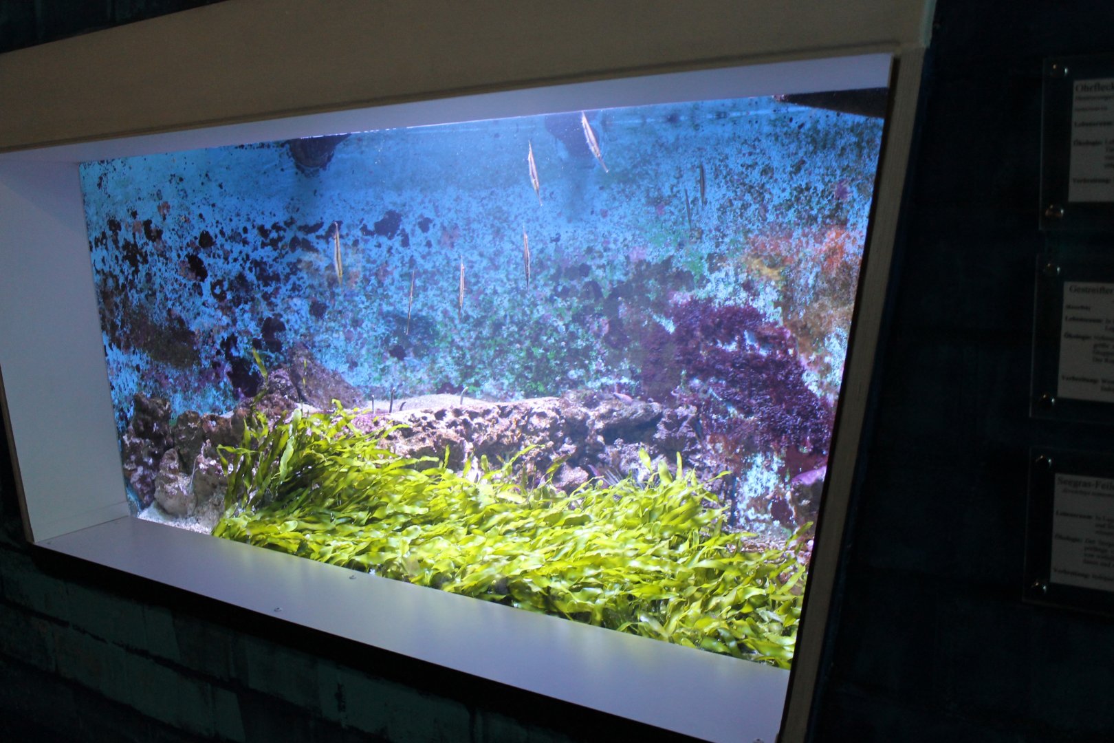 Razor-bladefish - Filefish and Tube-eel aquarium