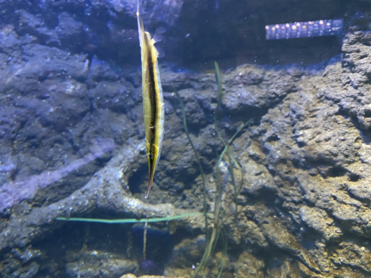 Razor fish