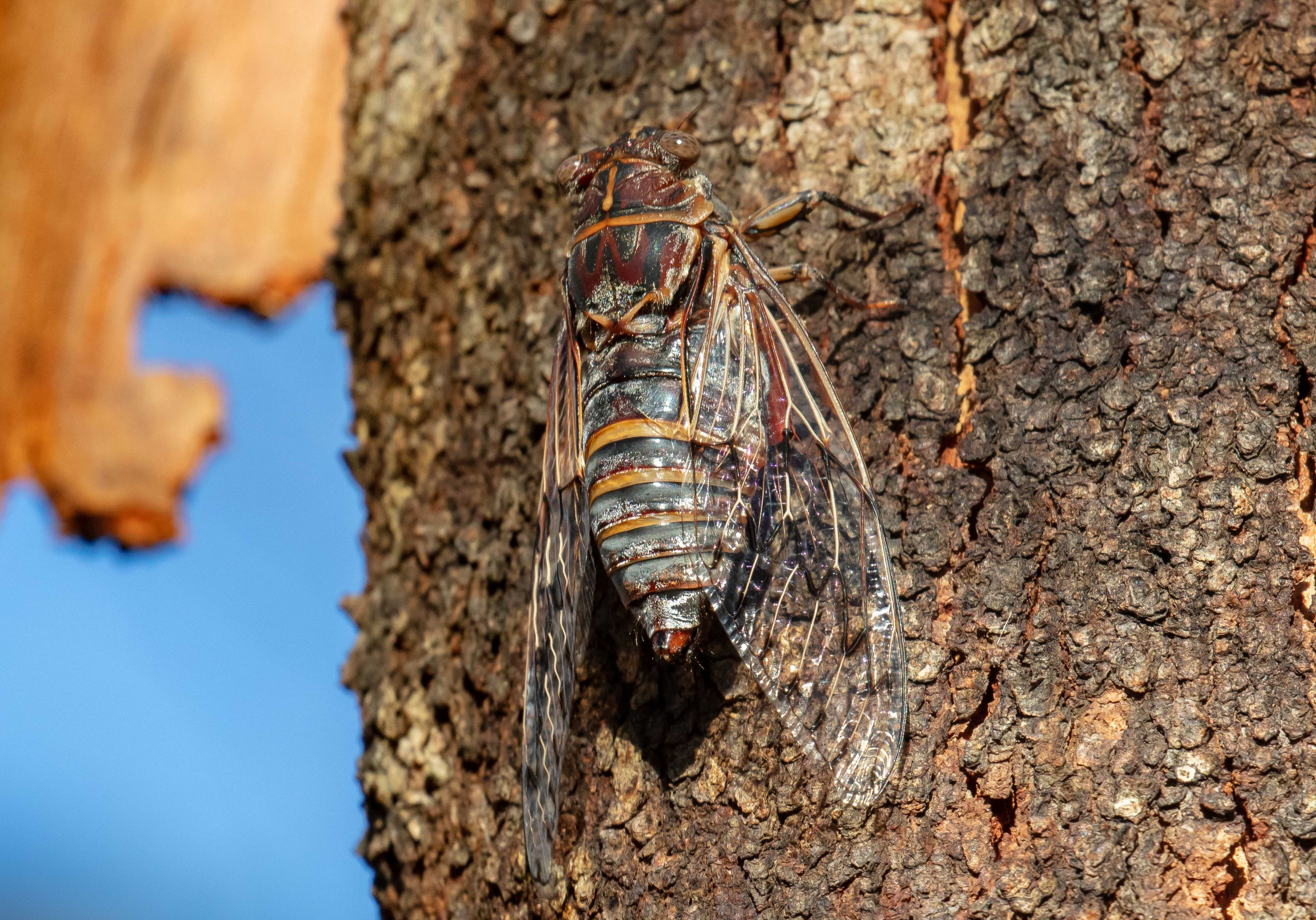 Razor Grinder Cicada