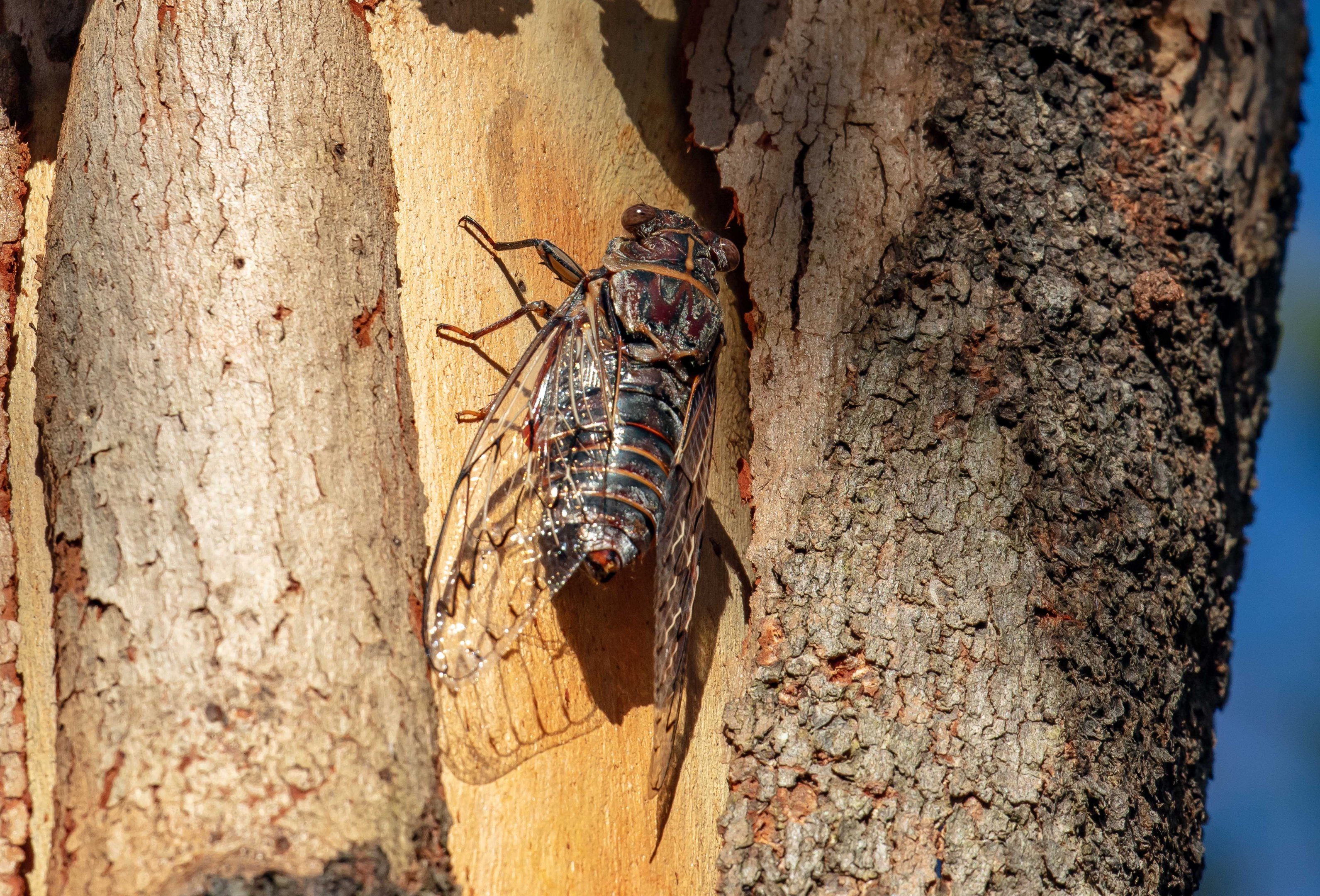 Razor Grinder Cicada