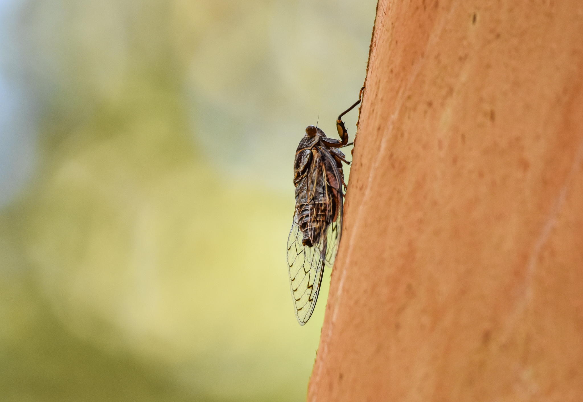 Razor Grinder, Henicopsaltria eydouxii