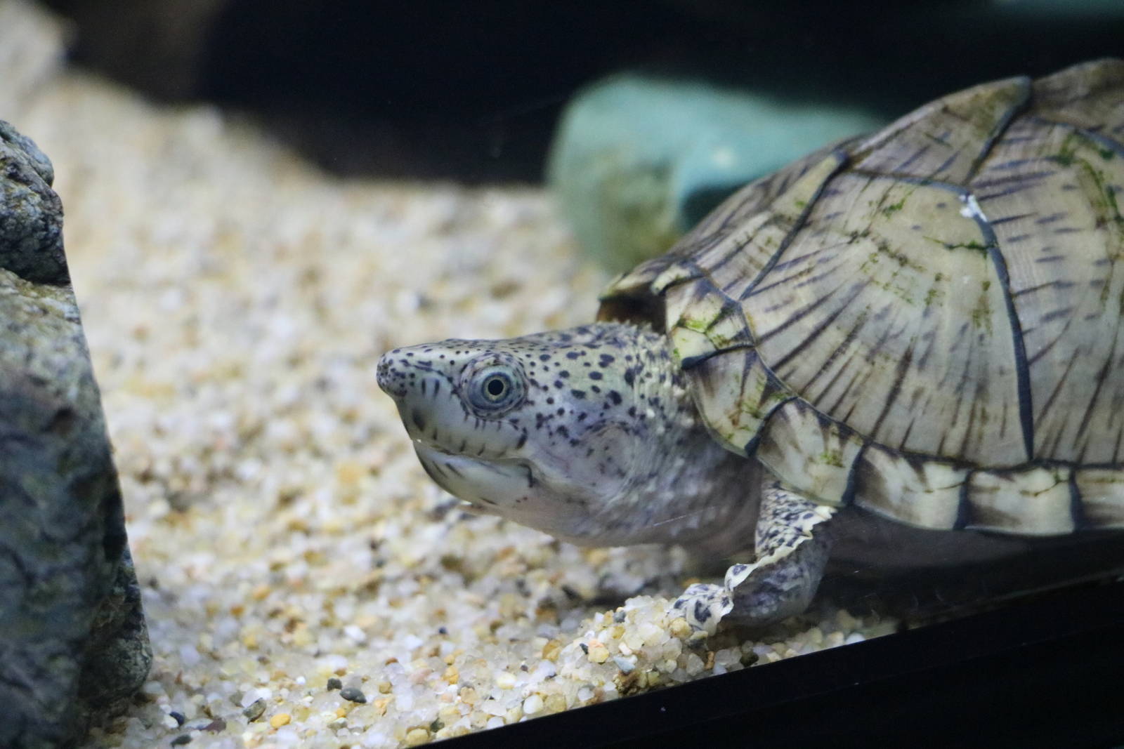 Razorback musk turtle - Tokyo Tower Aquarium, February 2016