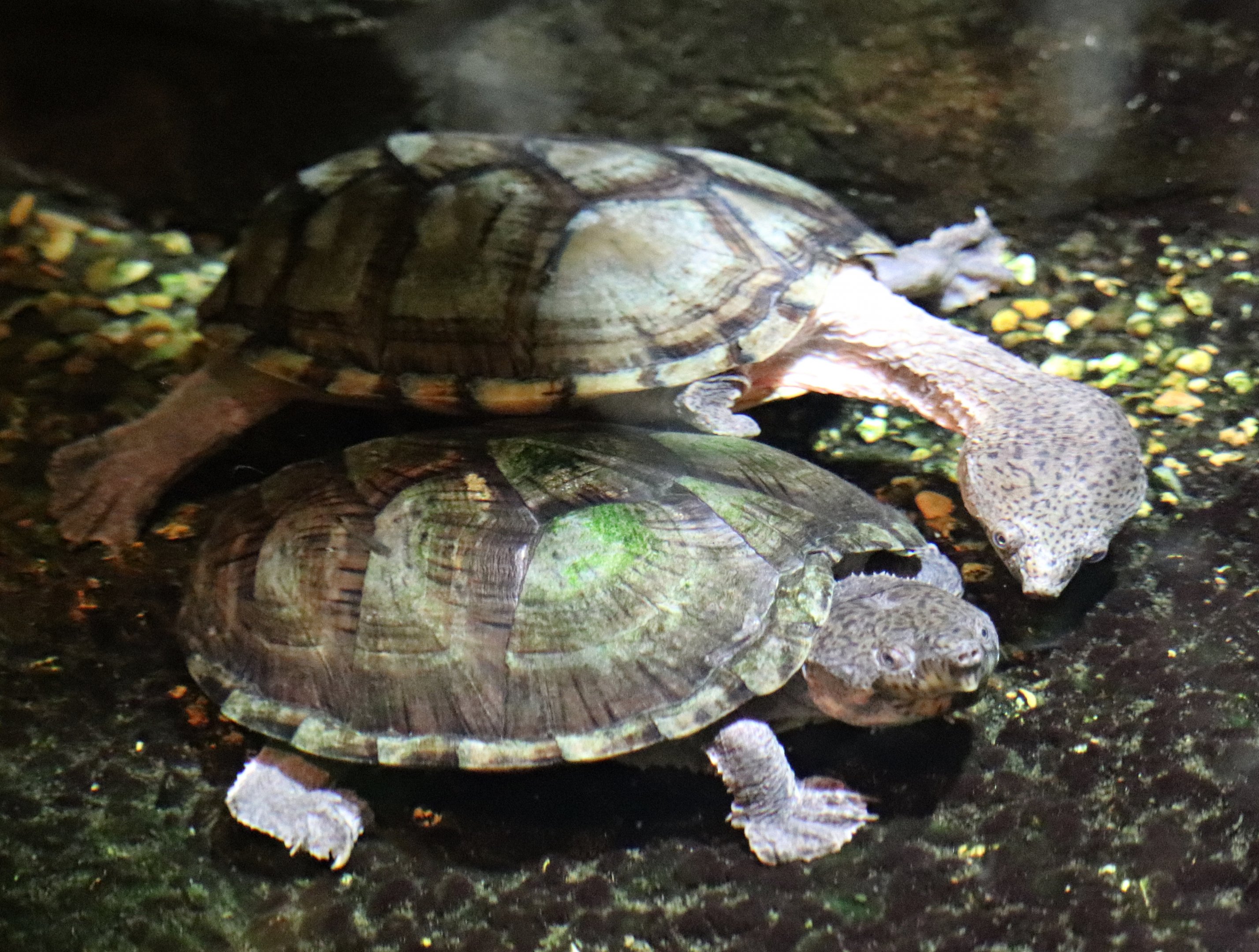 Razorback musk turtles (Sternotherus carinatus)