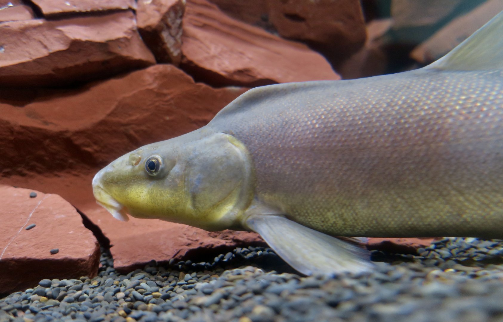 Razorback Sucker (Xyrauchen texanus)