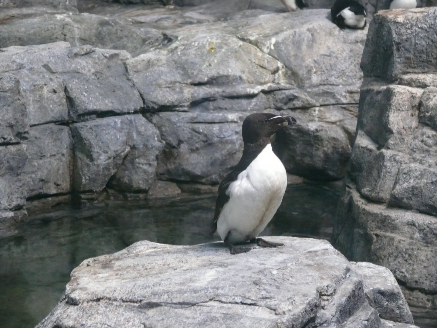 Razorbill - 03-09-2020