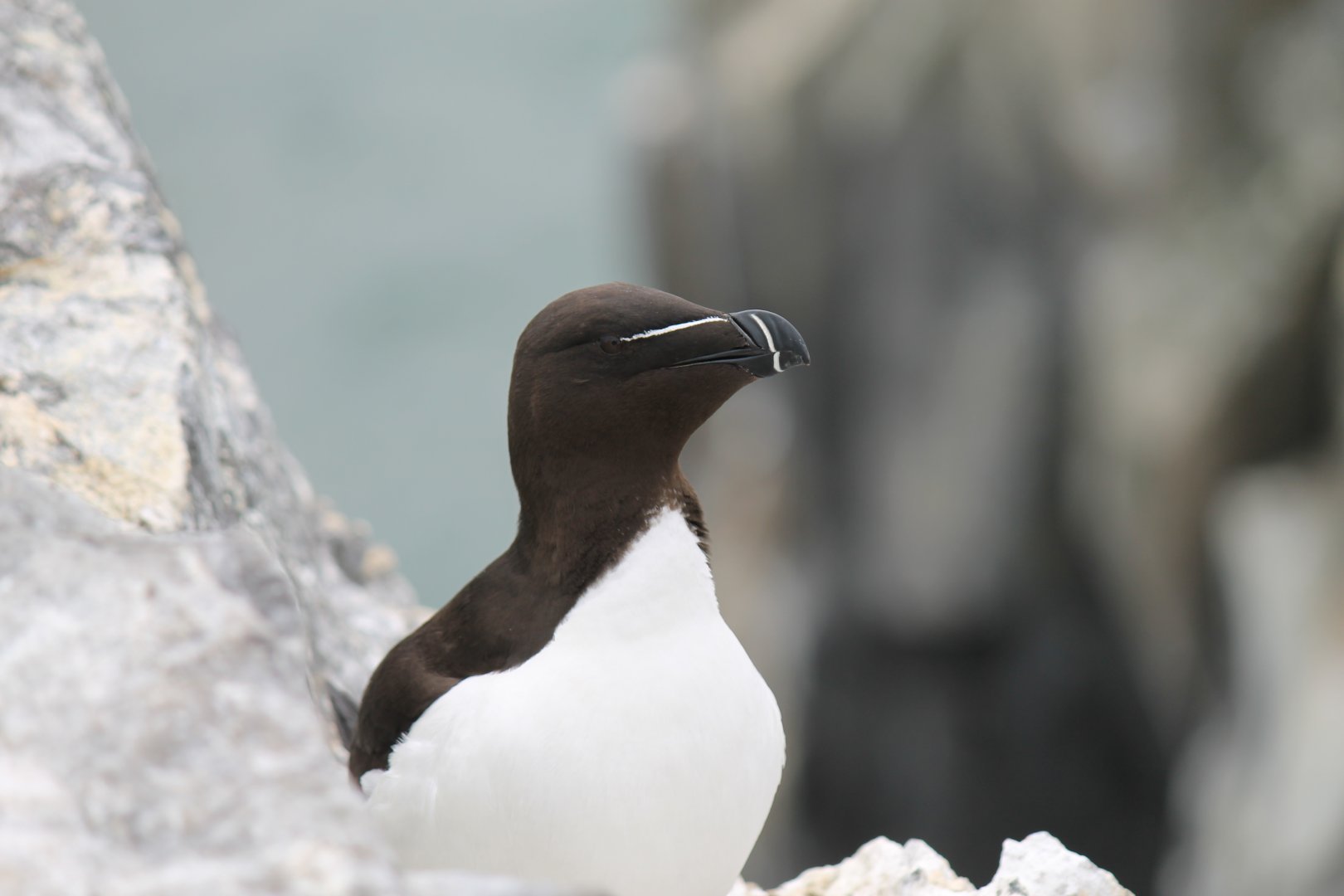 Razorbill (2011)