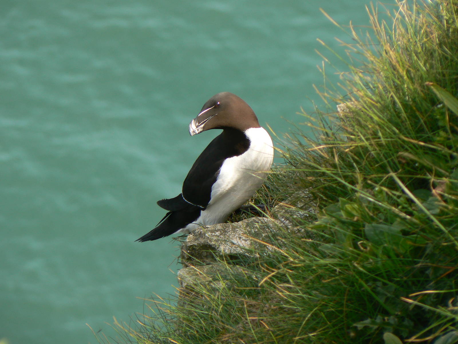 Razorbill - 5 May 2016, RSPB Bempton Cliffs