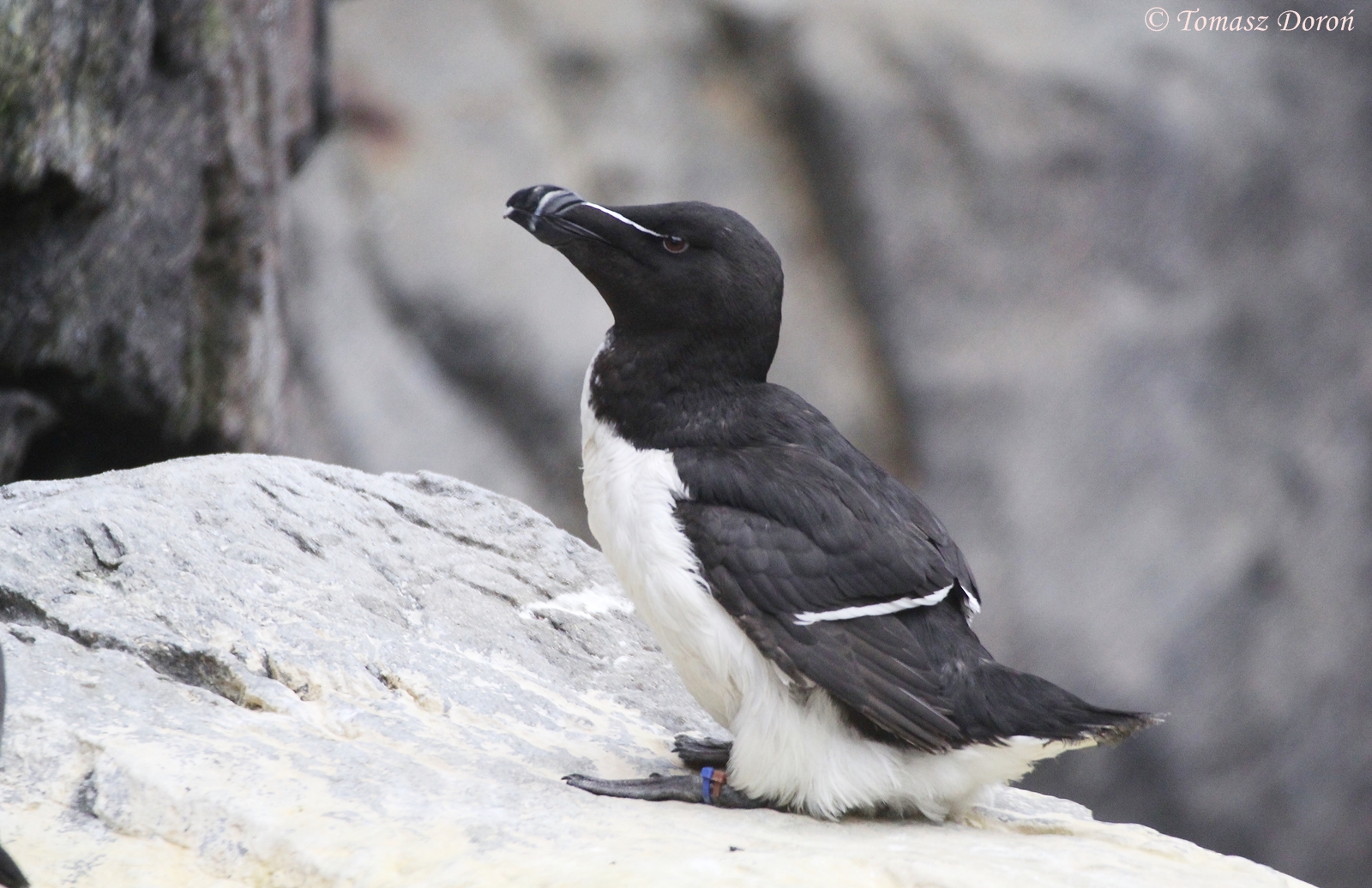 Razorbill (Alca torda), April 2016
