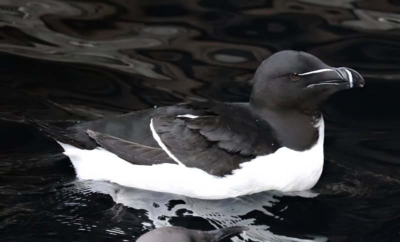 Razorbill (Alca torda)