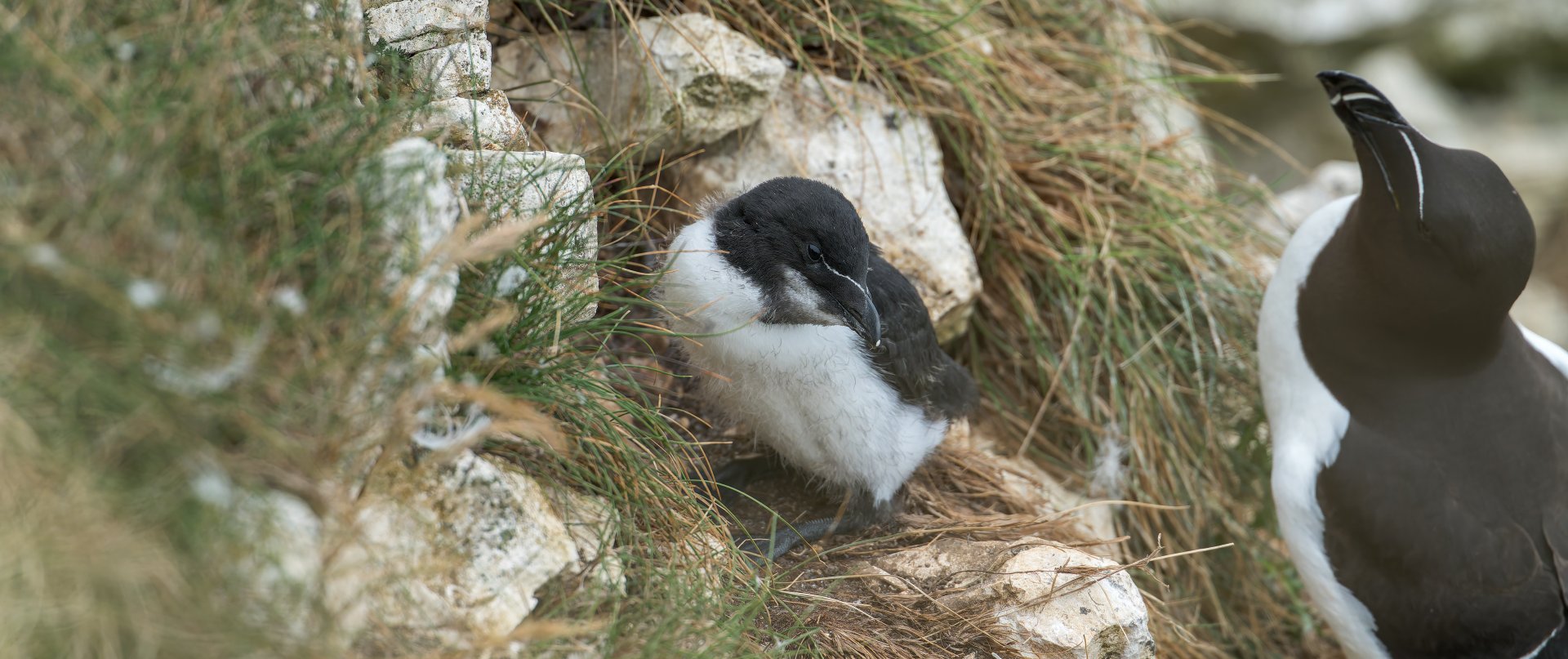 Razorbill and Chick (wild) UK