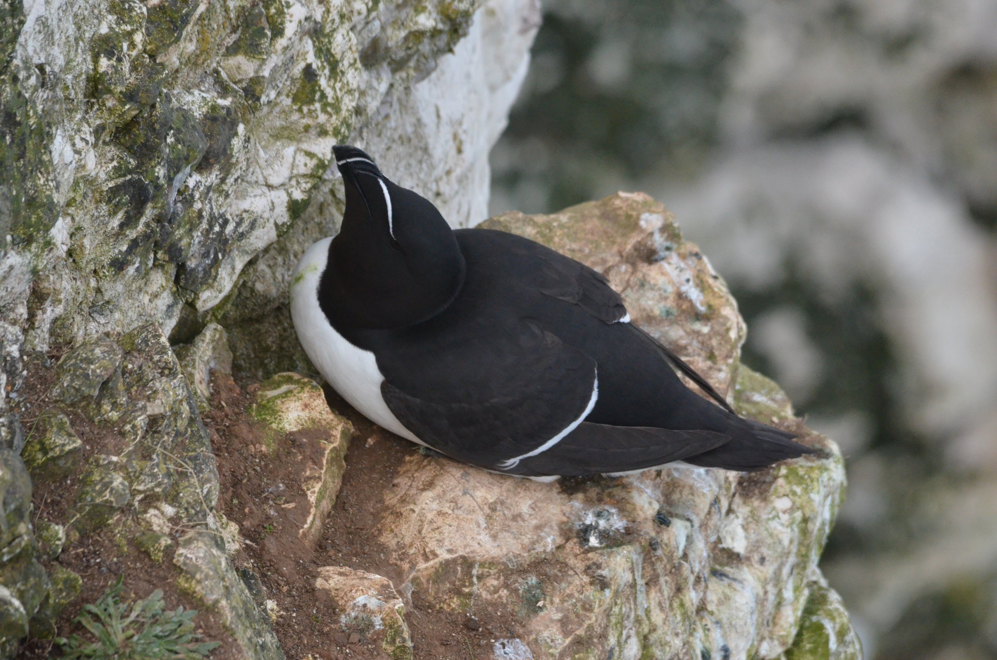 Razorbill at Bempton Cliffs, 22/05/17