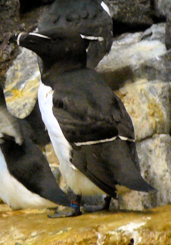 Razorbill at Lisbon Oceanario (aquarium)