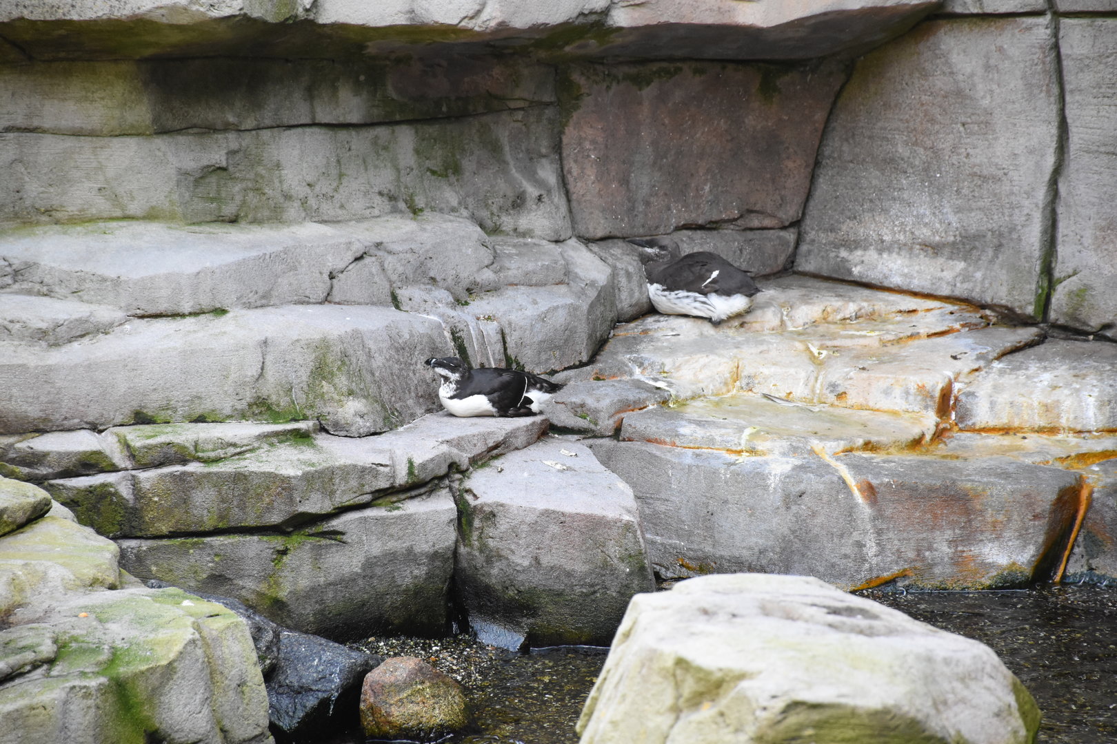 Razorbill & Common murre