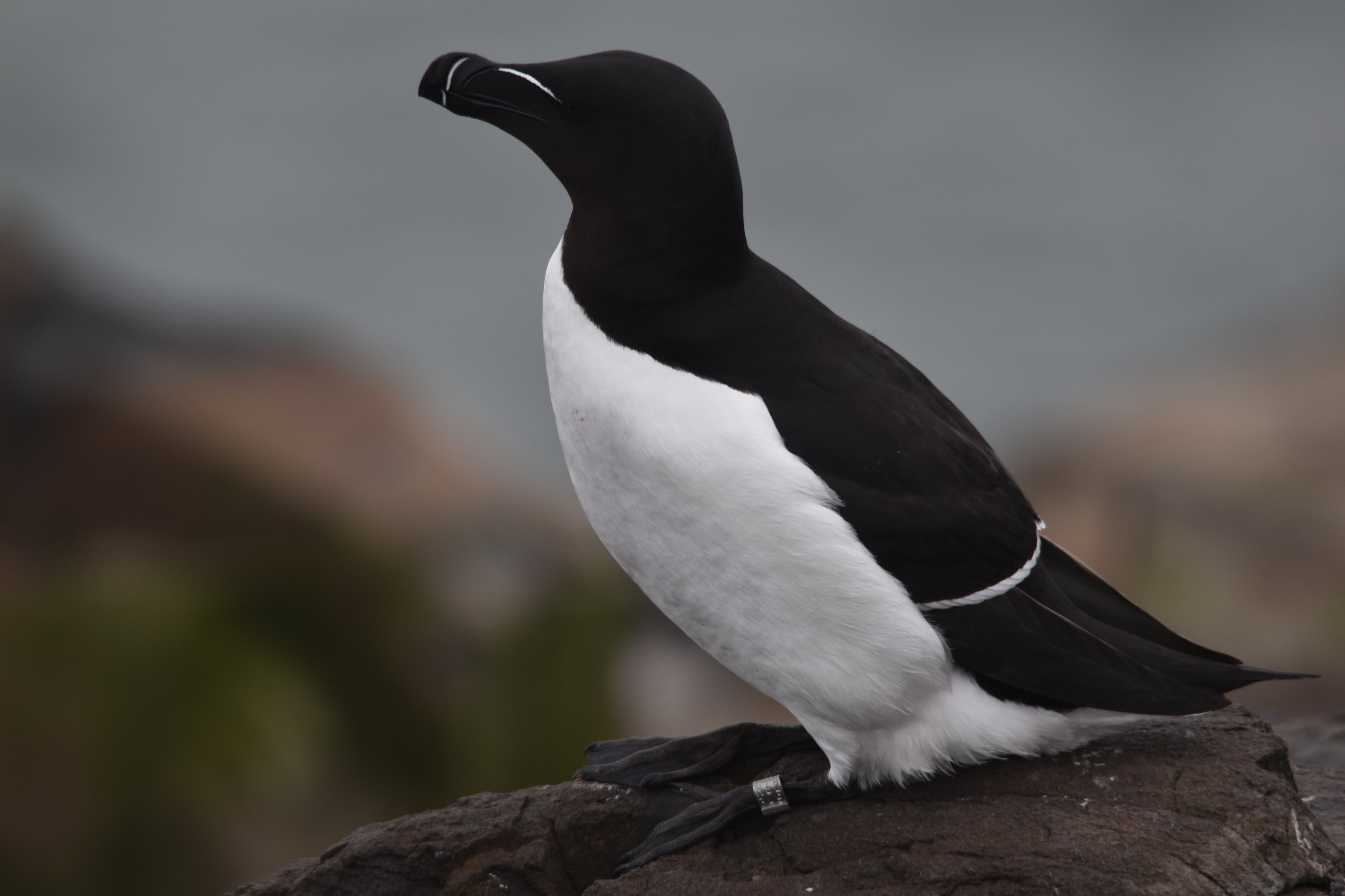 Razorbill, Farne Islands, 8th April 2024