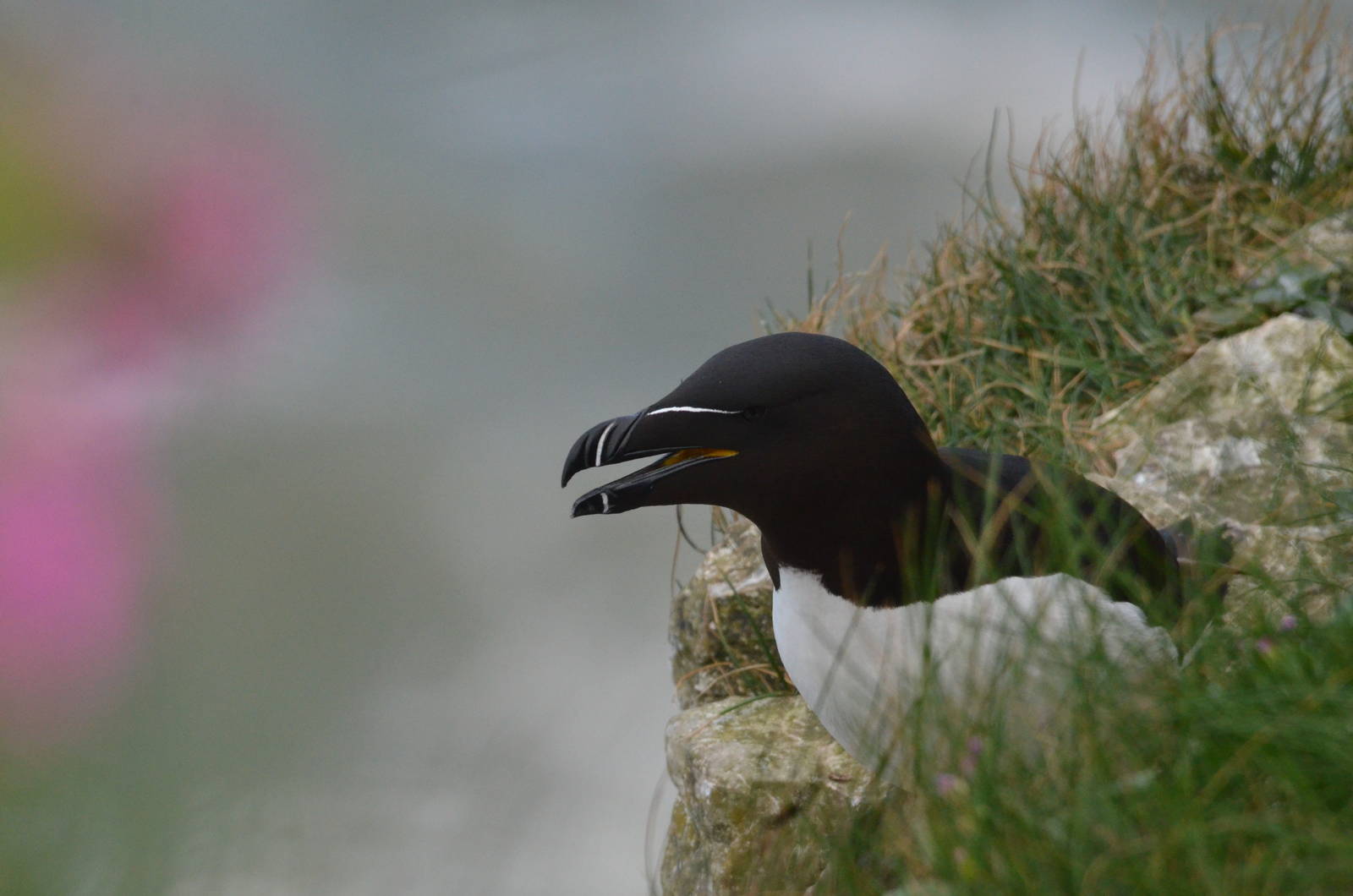 Razorbill, RSPB Bempton Cliffs, 15/05/16