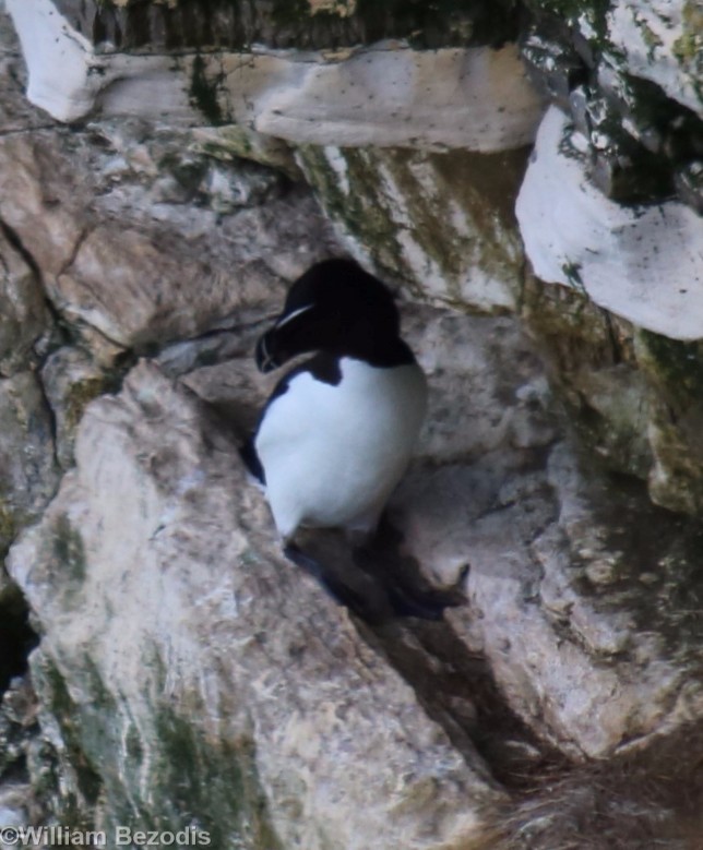 Razorbill - RSPB Bempton Cliffs