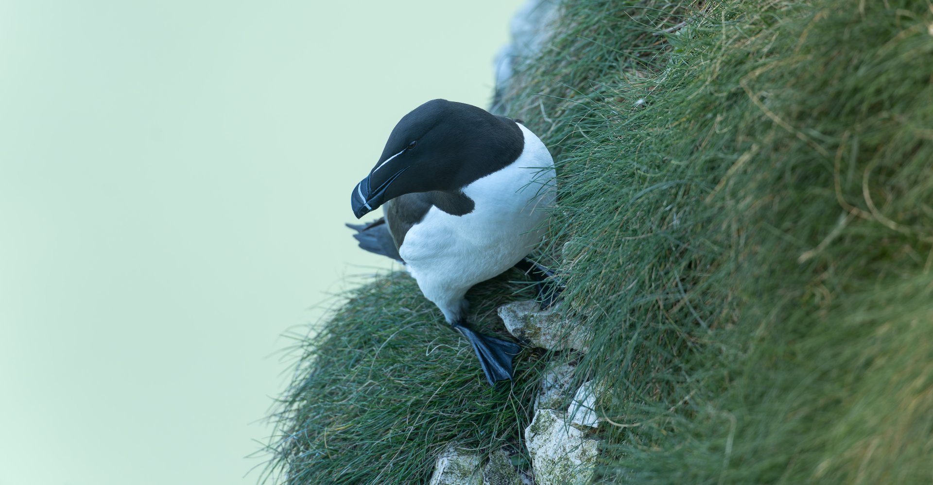 Razorbill (wild) UK