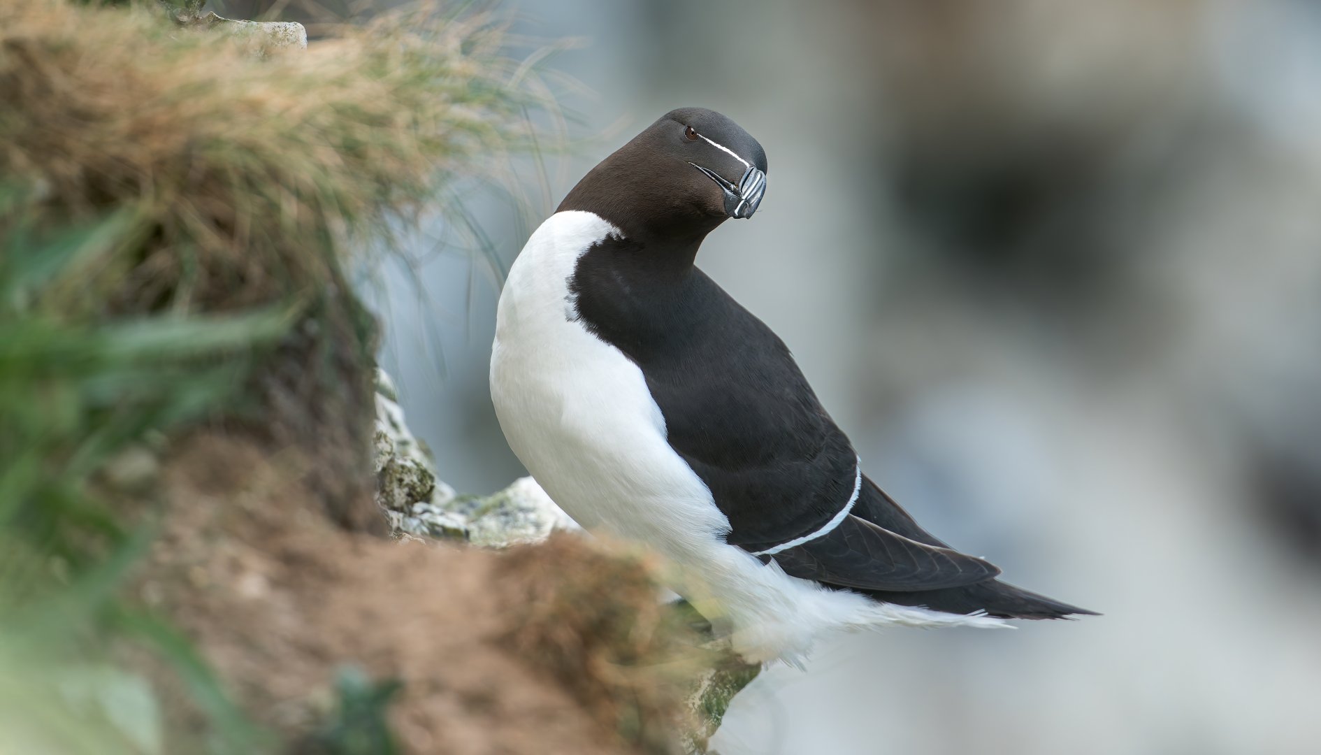 Razorbill (wild) UK