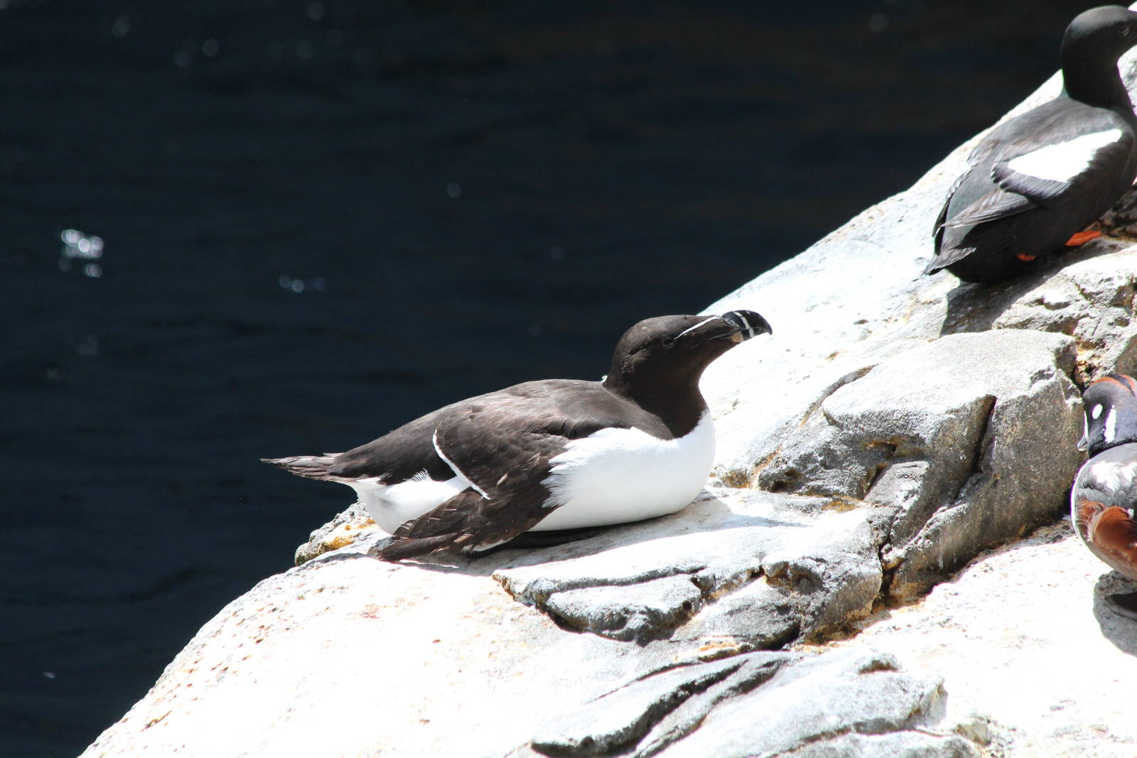 Razorbill