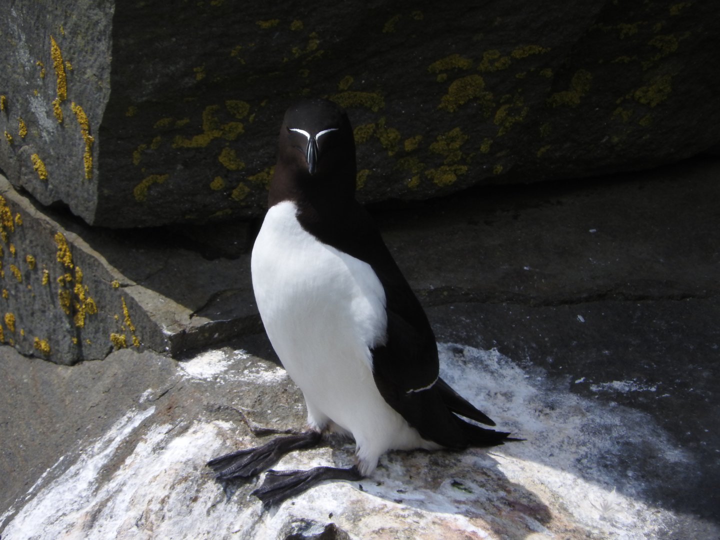 Razorbill