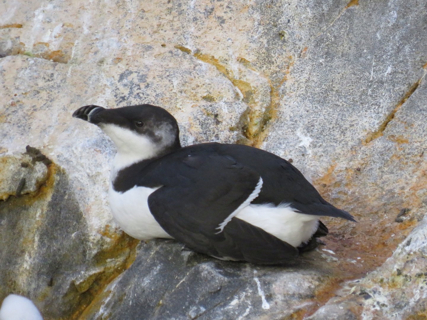 Razorbill