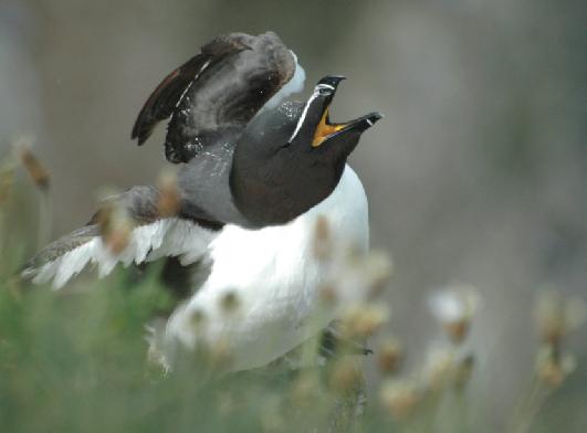 Razorbill