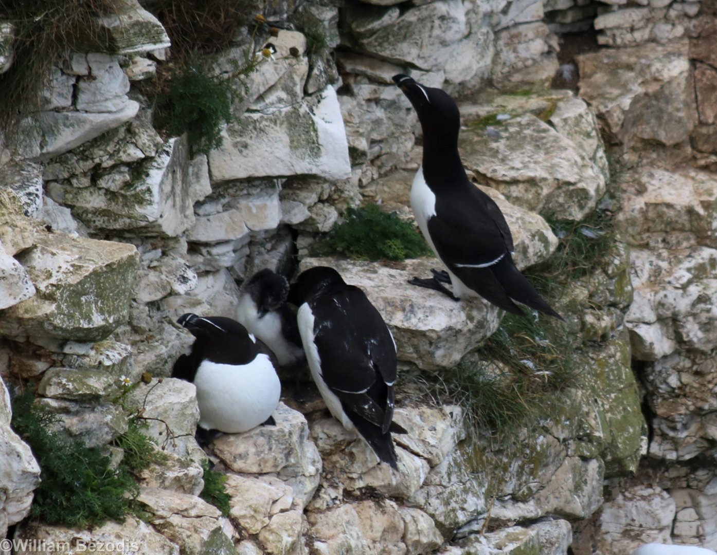 Razorbills and Chick - RSPB Bempton Cliffs
