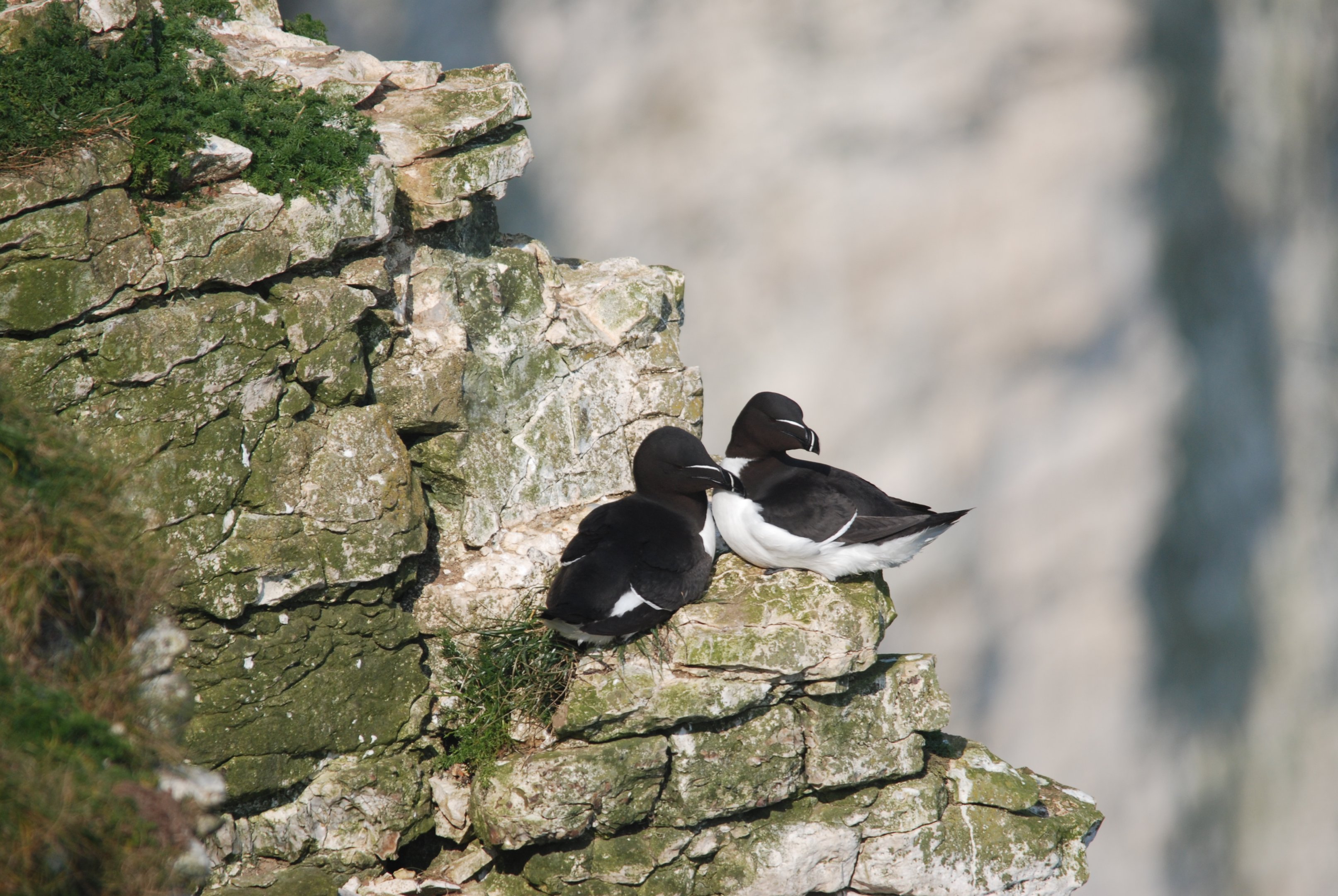 Razorbills at RSPB Bempton Cliffs, 16th April 2022
