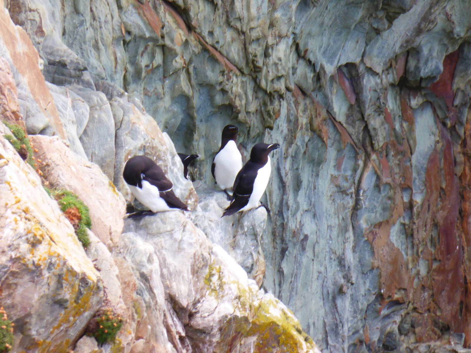 Razorbills at South Stack , Anglesey , North Wales