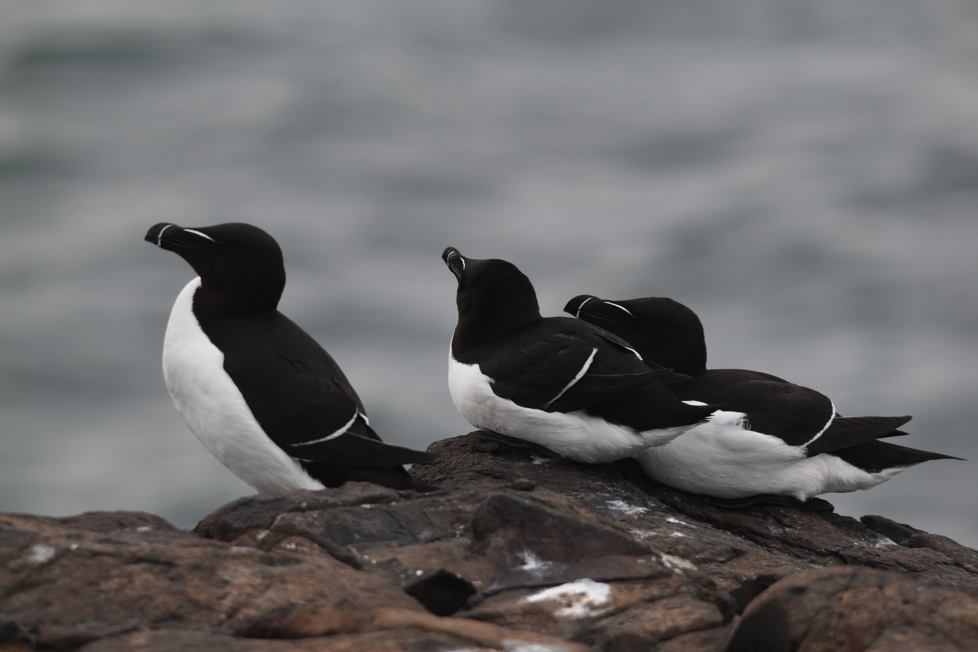 Razorbills, Inner Farne, Farne Islands, 8th April 2024