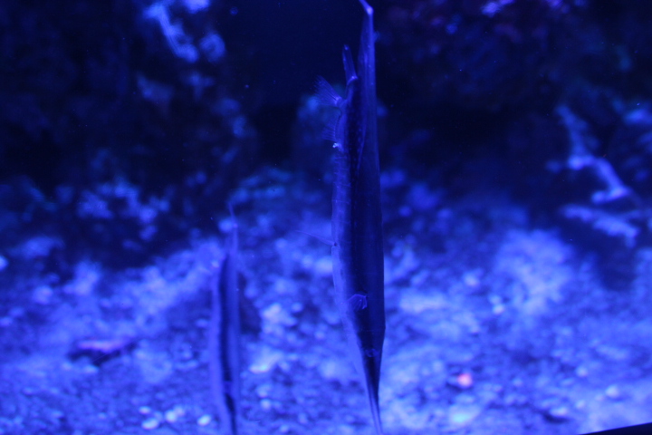 Razorfish (Aeoliscus strigatus) - BXSea