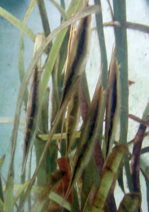Razorfish (Aeoliscus strigatus)