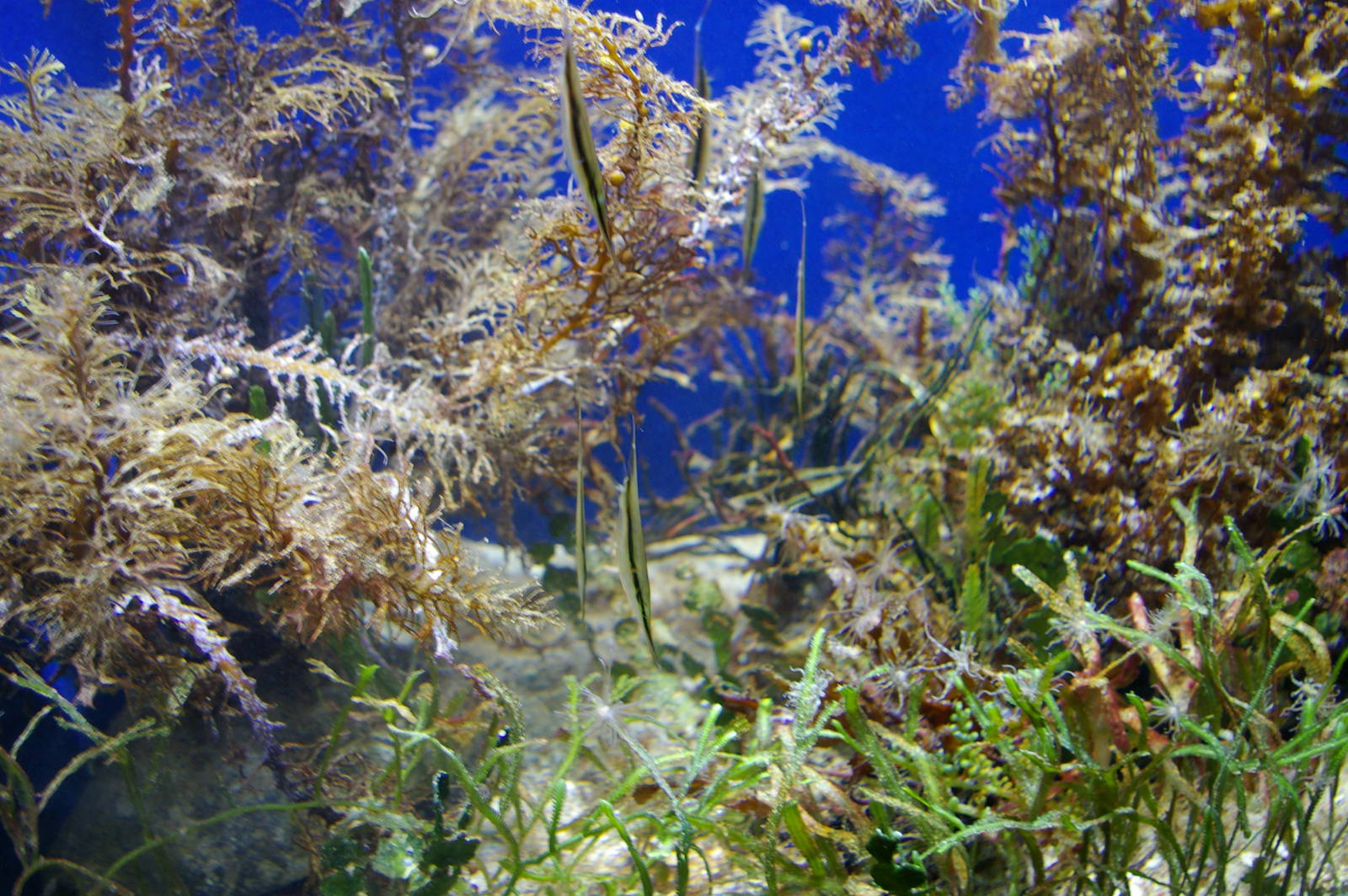 razorfish (Aeoliscus strigatus)