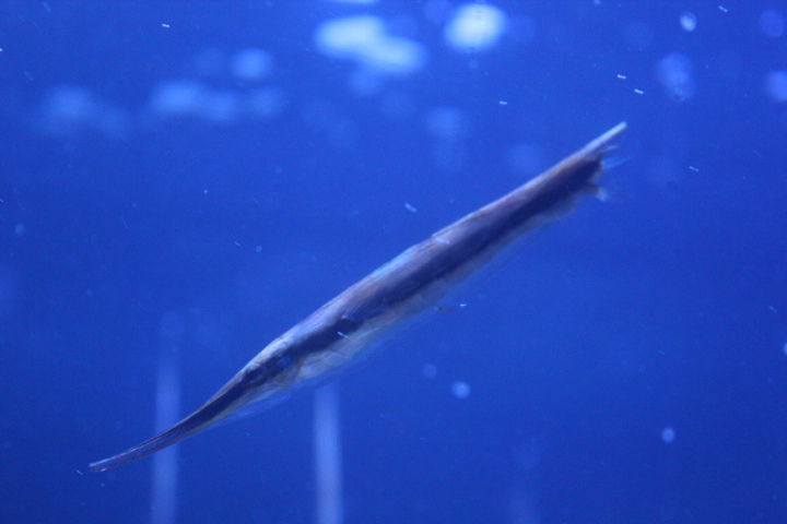 Razorfish (Aeoliscus strigatus)