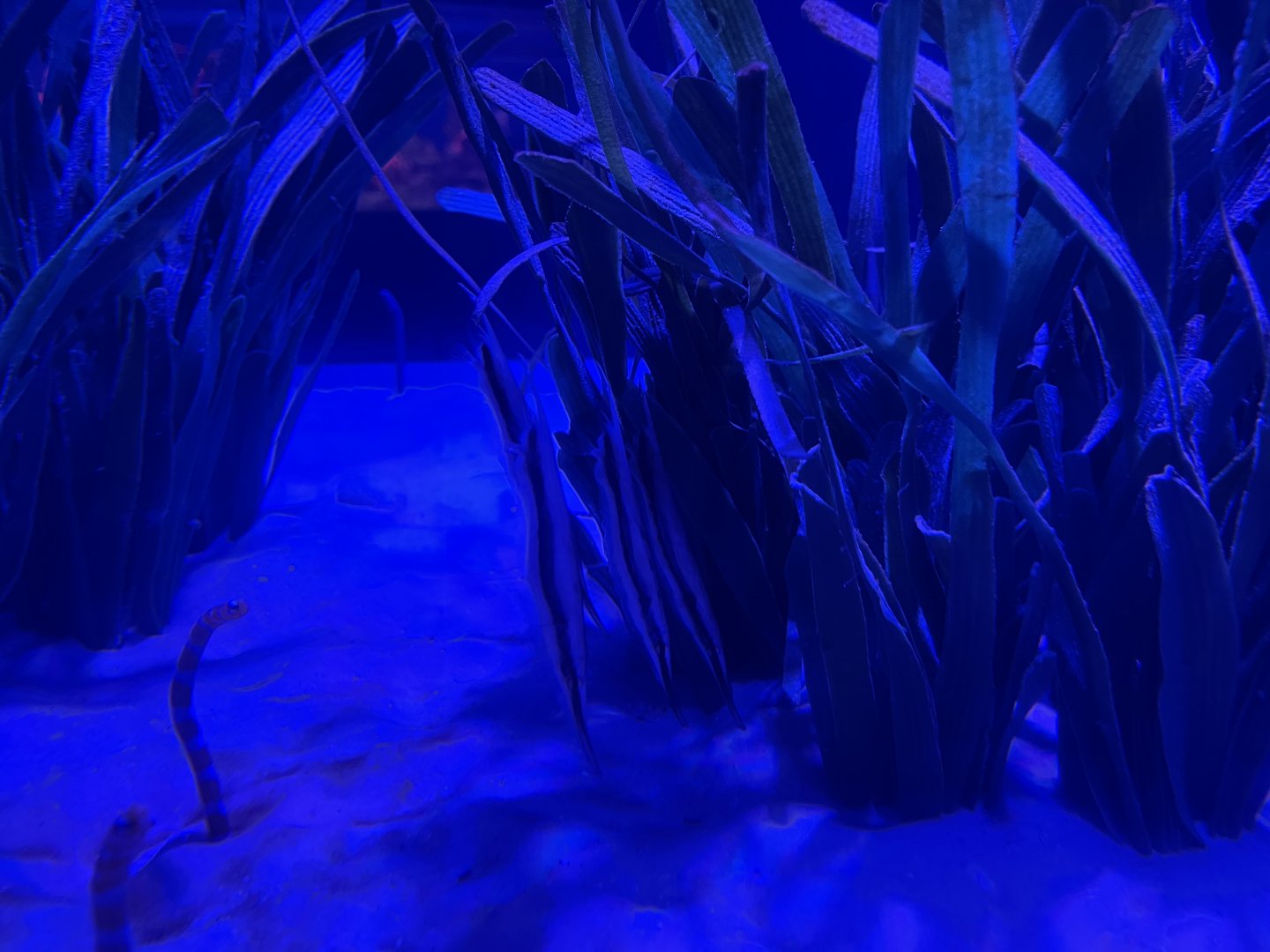 razorfish (aeoliscus strigatus)