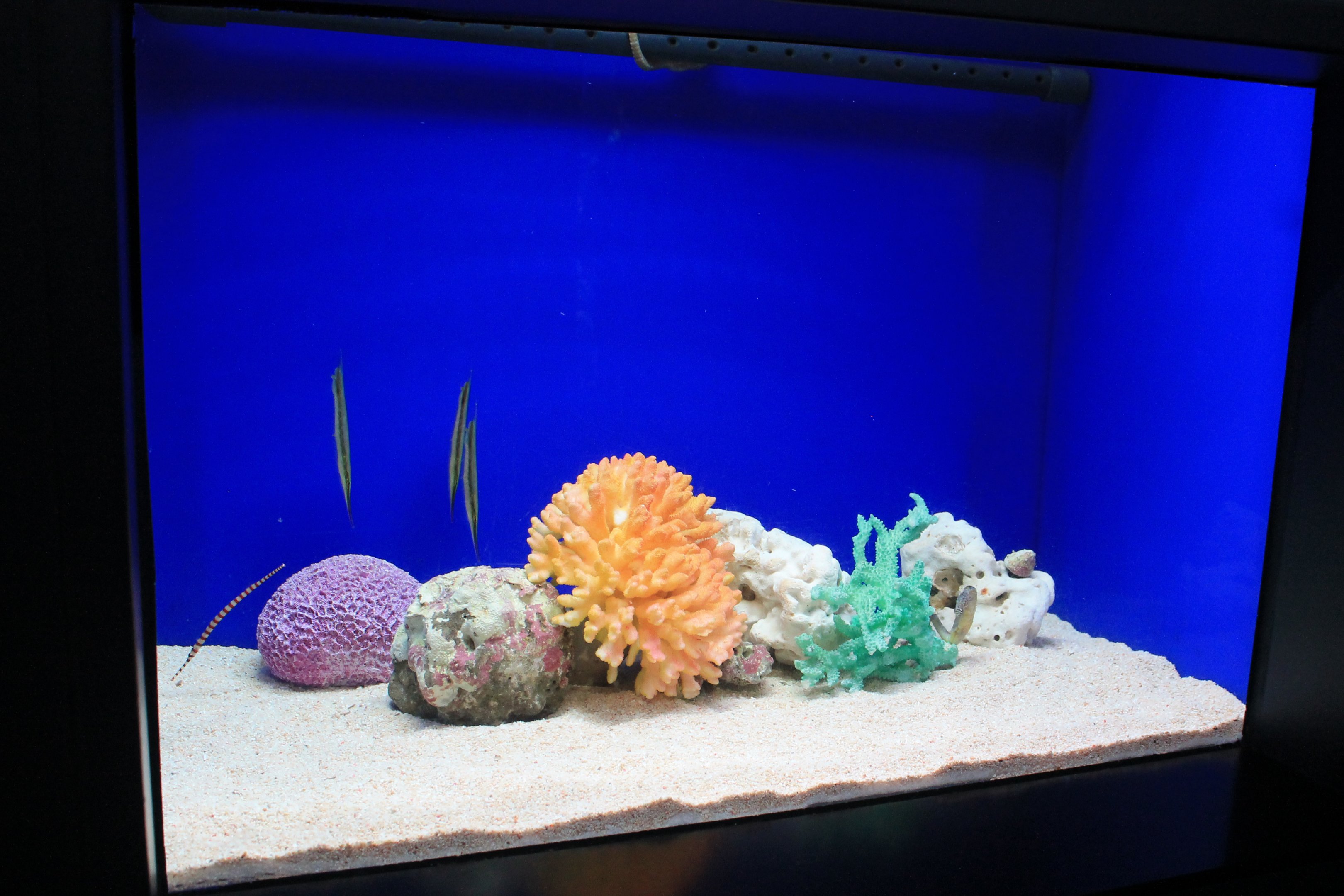 Razorfish and Banded Pipefish tank