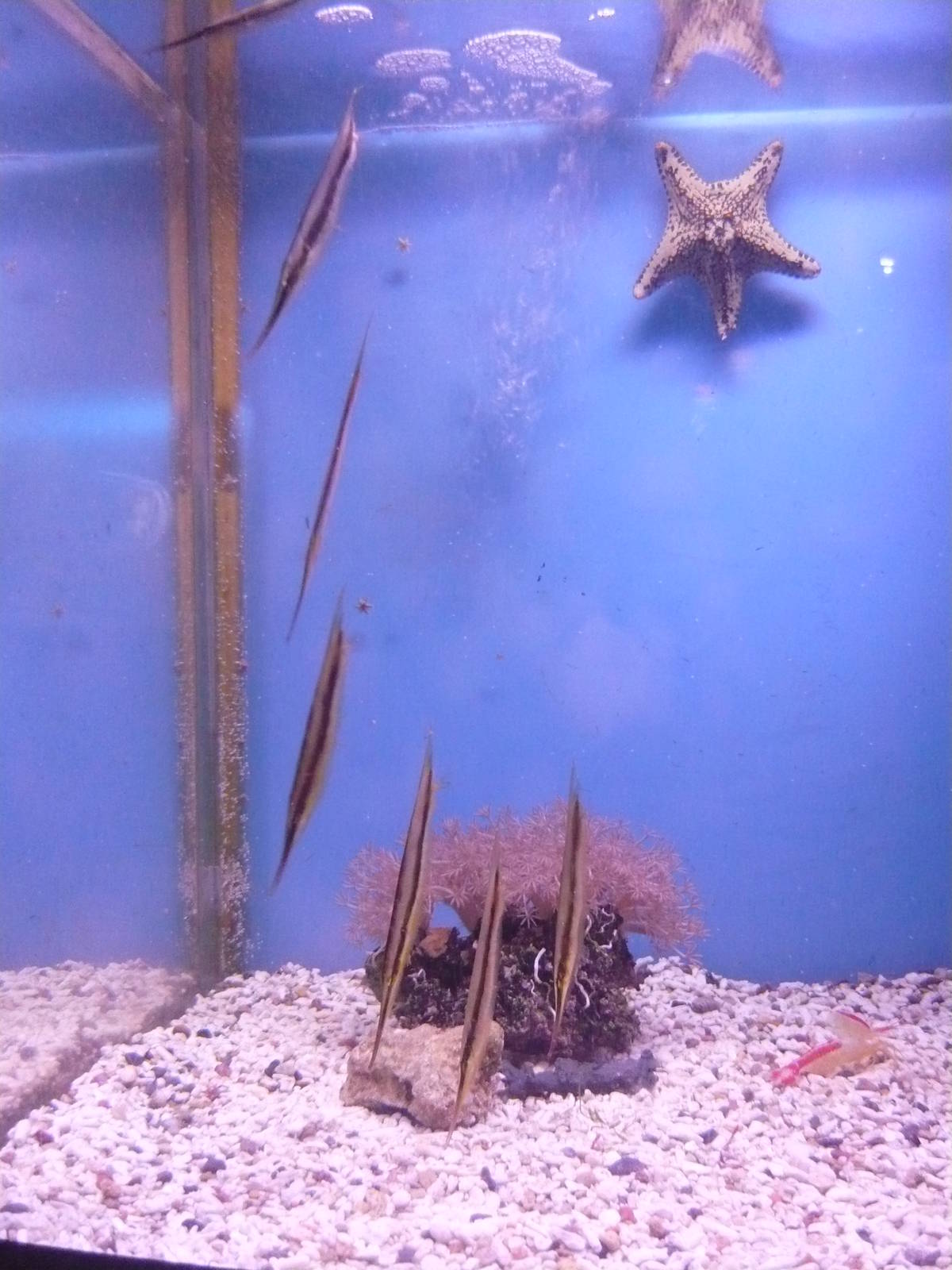 Razorfish and invertebrates