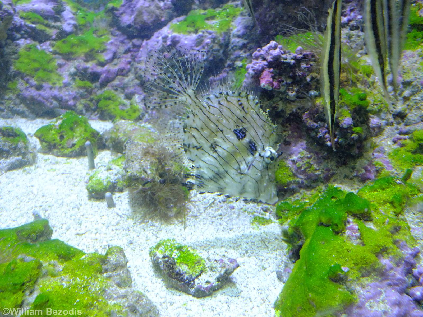 Razorfish, Spotted Garden Eel, and Tassled Filefish - Gdynia Aquarium