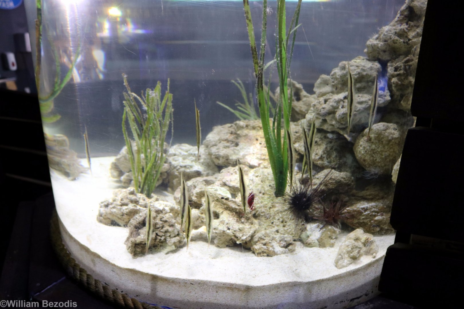 Razorfish Tank