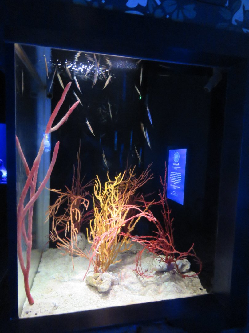 Razorfish Tank