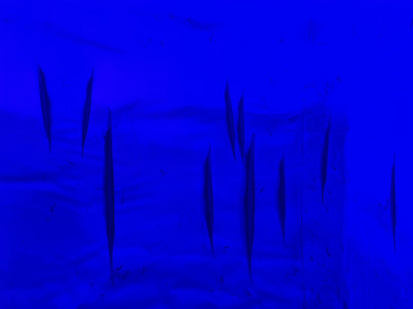 razorfishes (aeoliscus strigatus) (1) - BX Sea