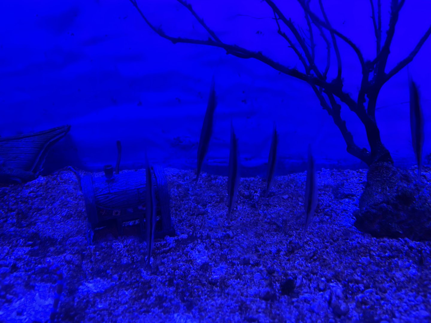 razorfishes (aeoliscus strigatus) (2) - BX Sea