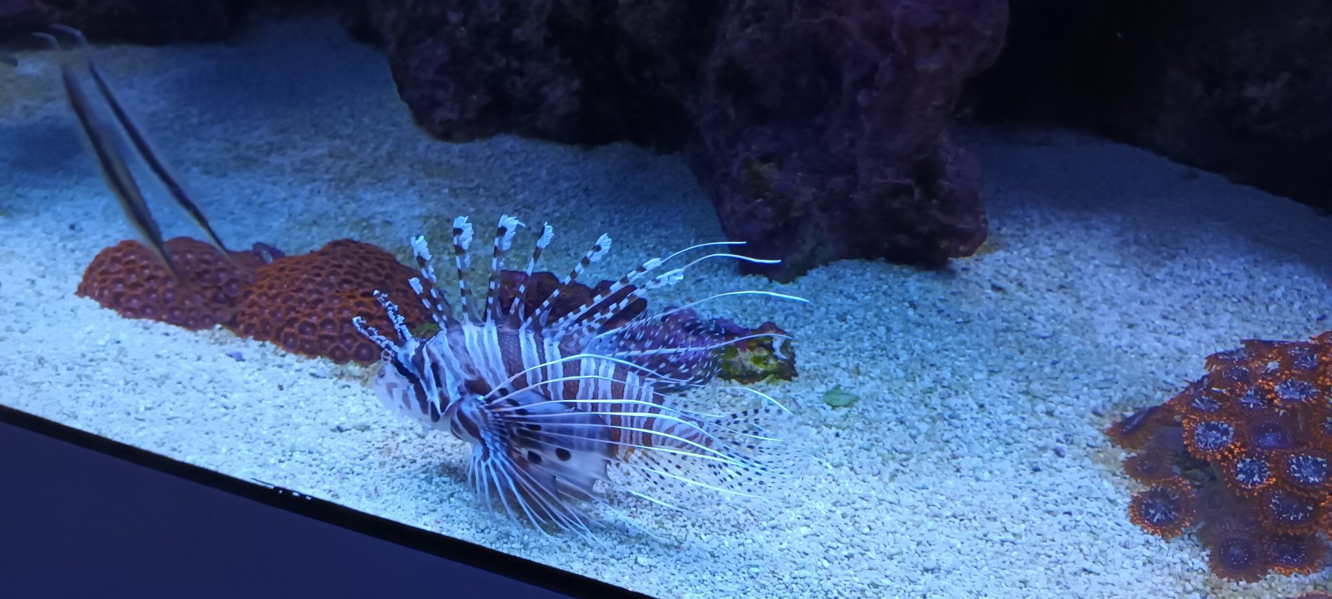 Razorfishes and Spotfin Lionfish