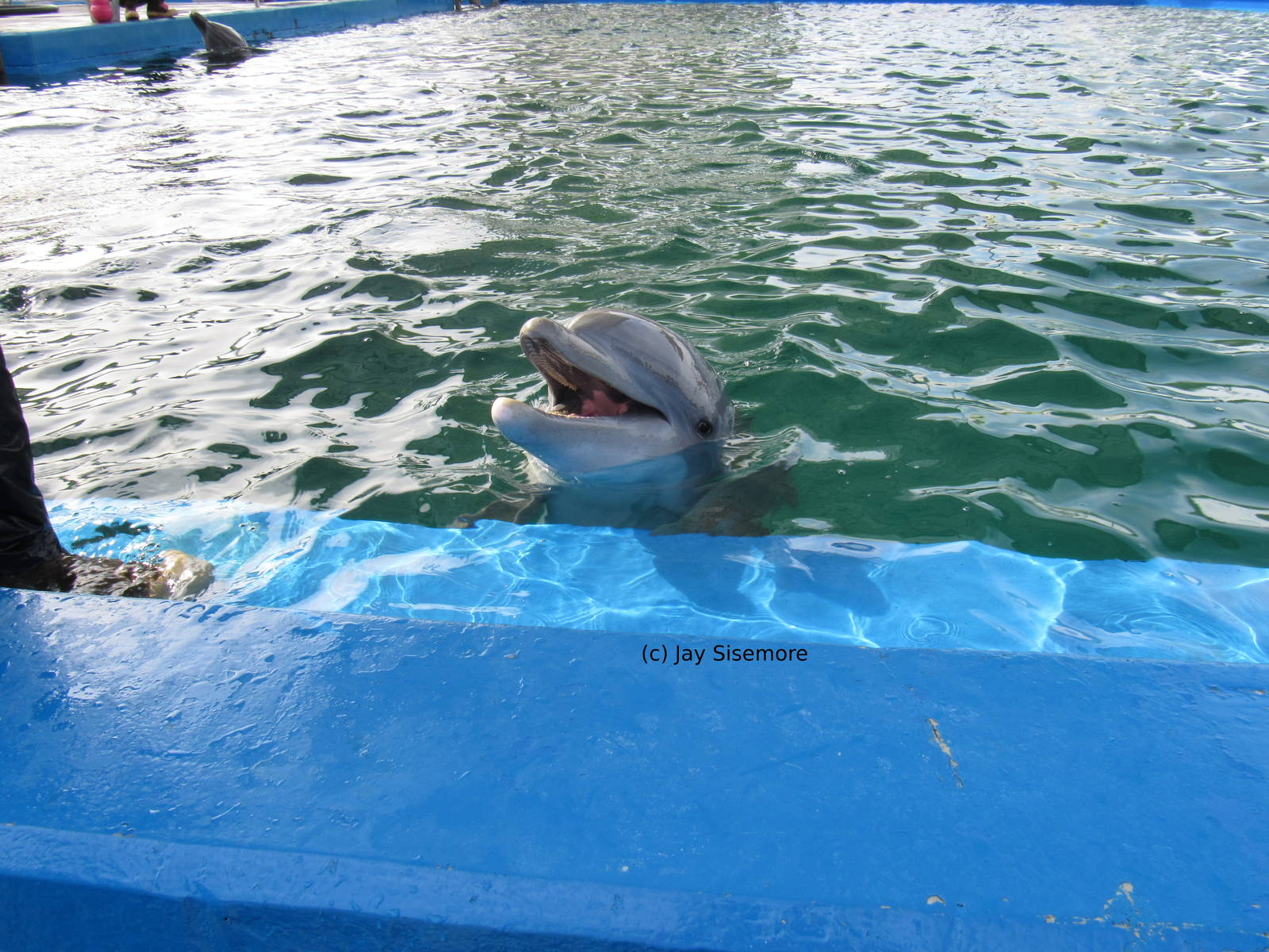 Razzle the Atlantic Bottlenose Dolphin