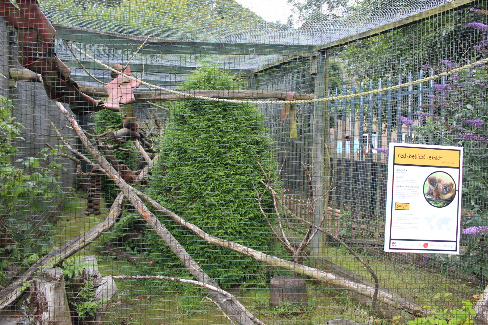 Rd-bellied lemur enclosure