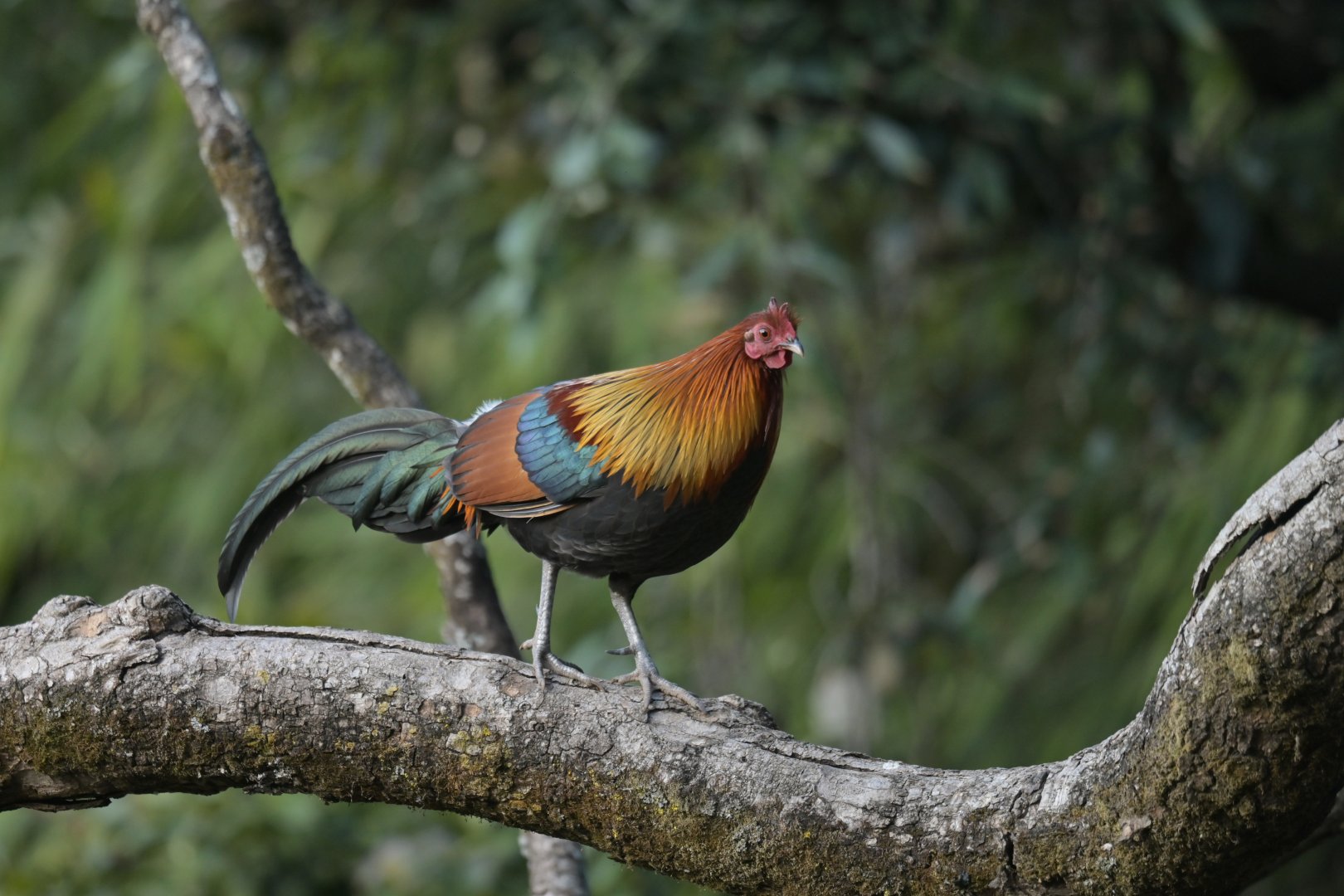 Rd junglefowl Gallus gallus