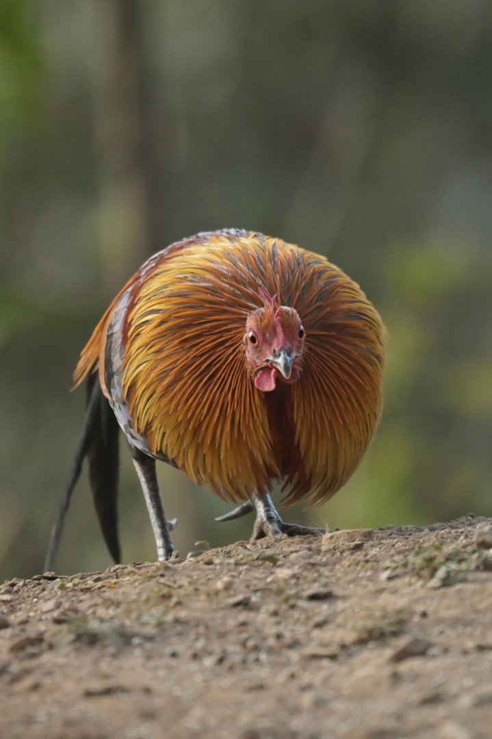 Rd junglefowl Gallus gallus